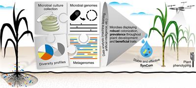 From Microbiome to Traits: Designing Synthetic Microbial Communities for Improved Crop Resiliency